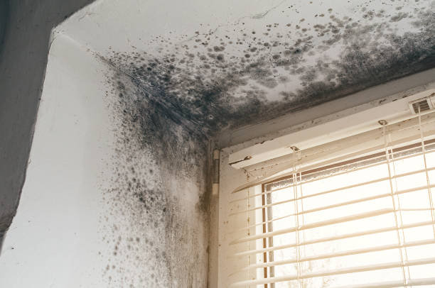 Affordable Mold Removal solutions in Mayer, AZ